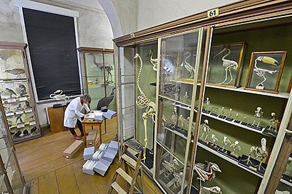 Die Zoologische Sammlung (Foto: Markus Scholz)